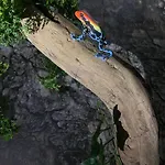 Welcome To The Jungle