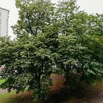 ShortStayPoland Jana Pawła (B27)