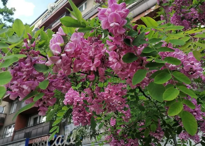 Pulawska 53