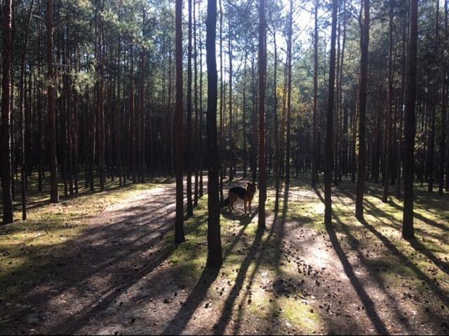 Choszczowka - Mieszkanie Przy Lesie *