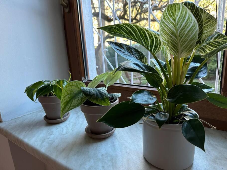 Stary Mokotow, Z Ogrodkiem Apartment *