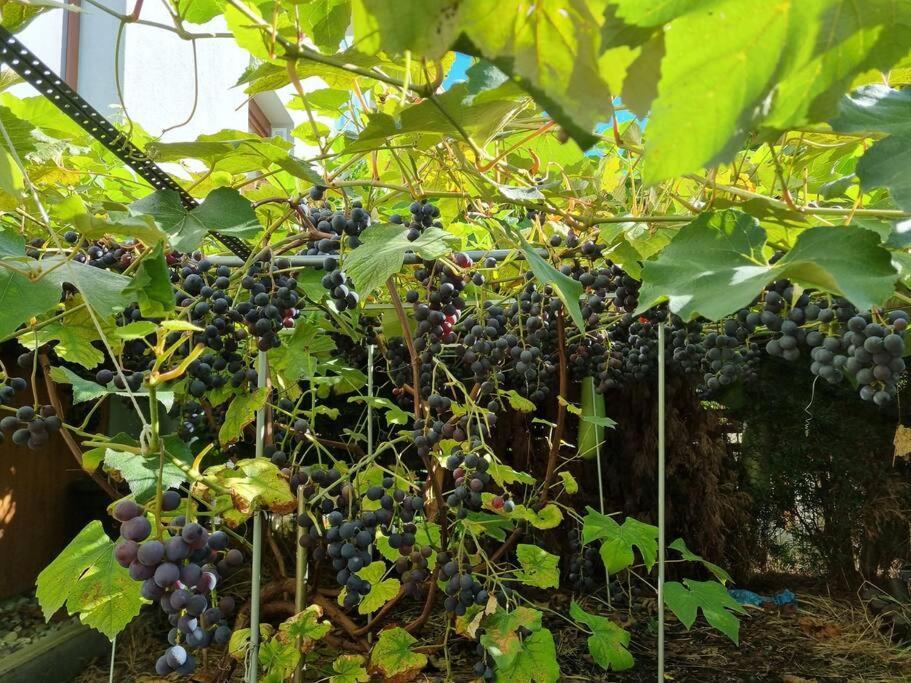 Apartament Luxury Garden Warszawa