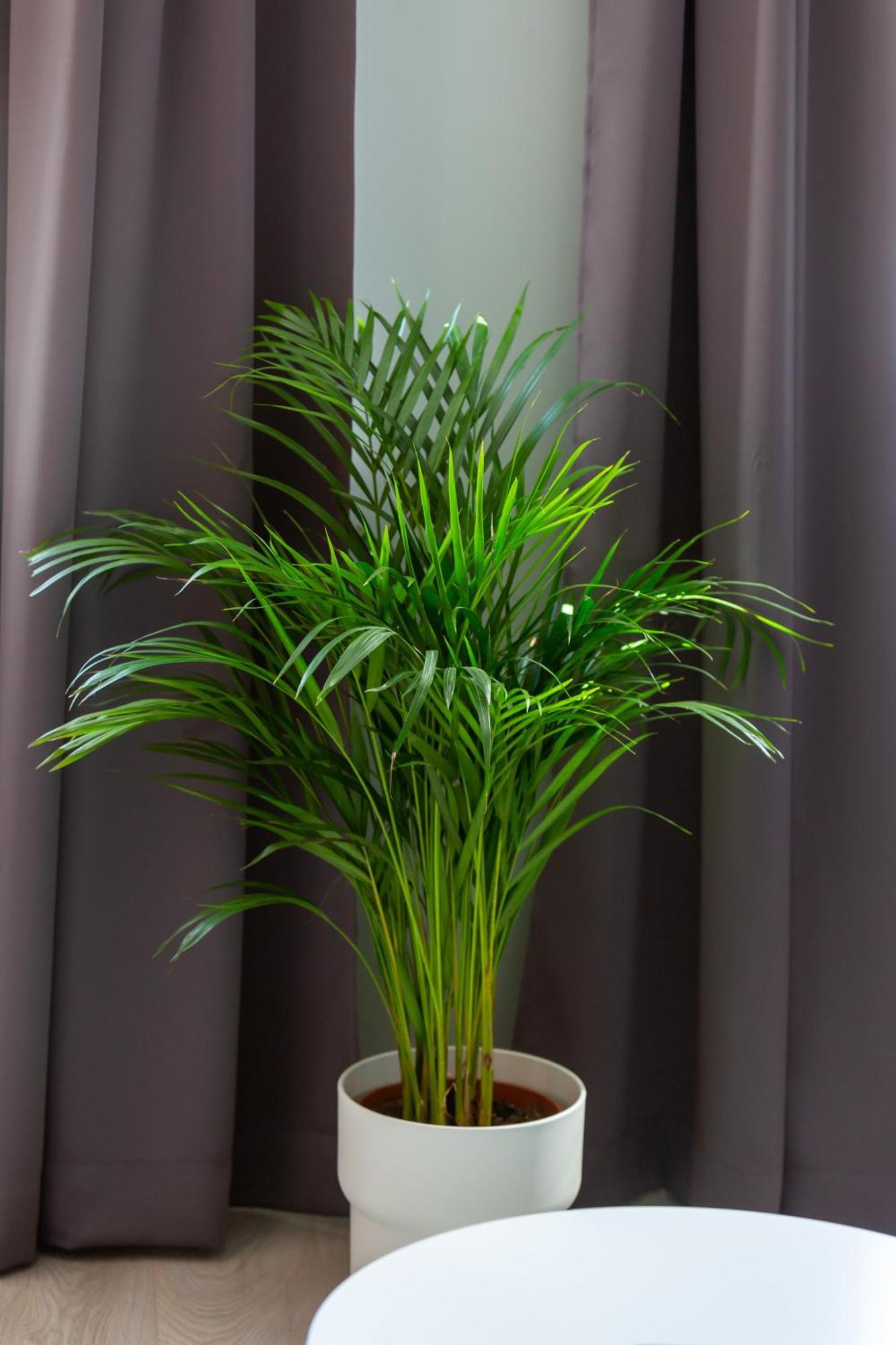 Emilii Plater By Renters