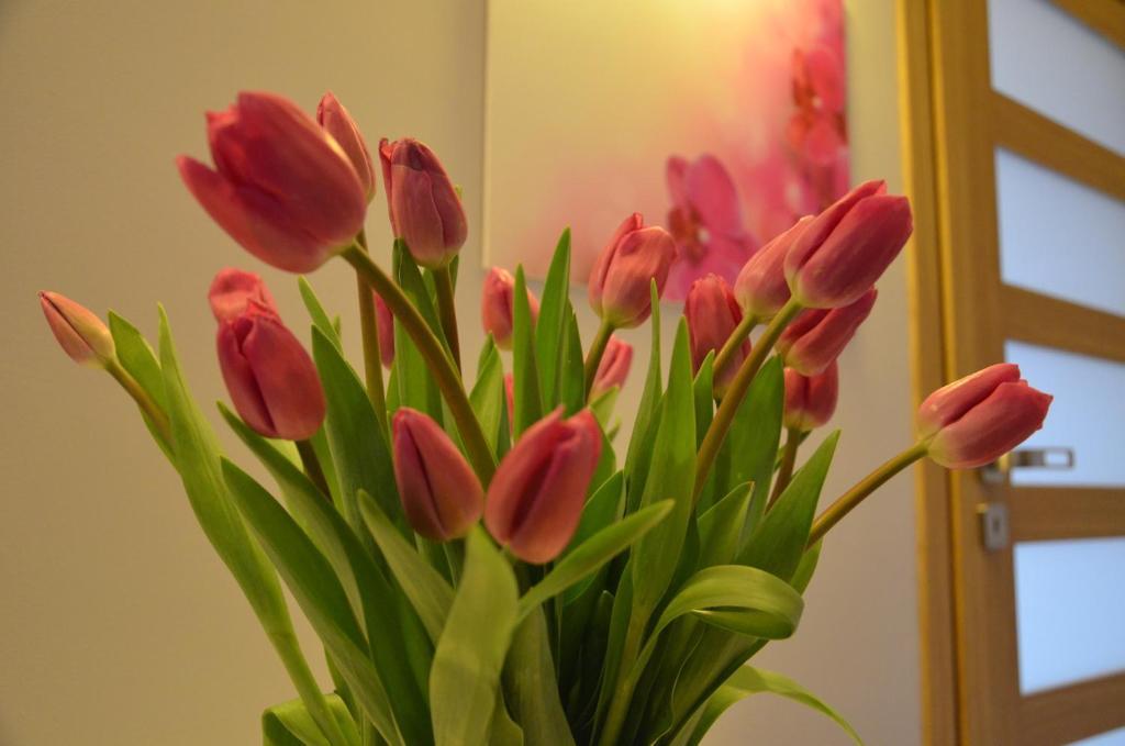 Apartment Apartament Orchidea *