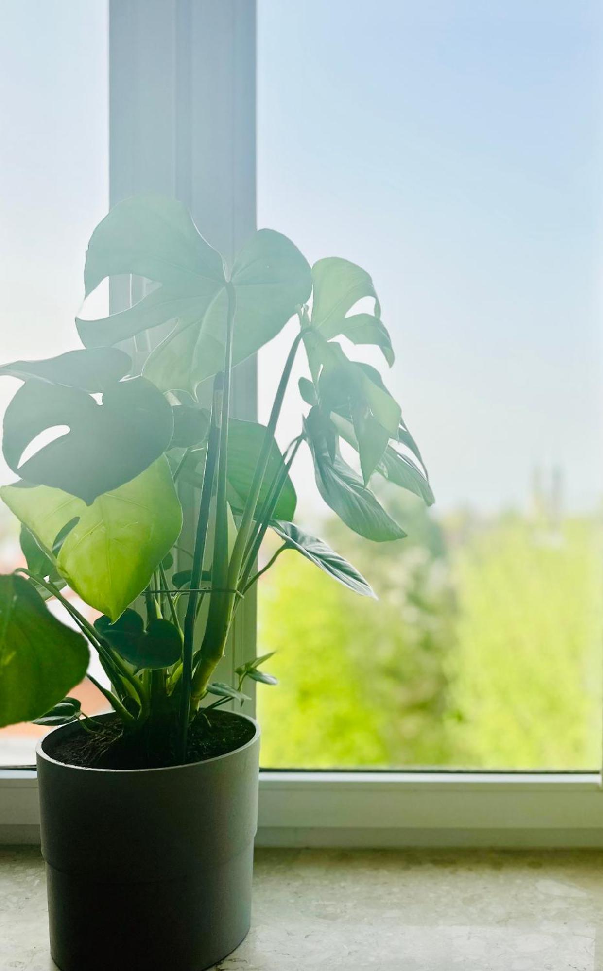 Apartment Green&comfy Zoliborz Warschau